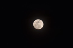 DSC_7464