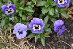 New idea for Rovio...Angry Flowers!  :)