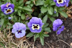 New idea for Rovio...Angry Flowers!  :)