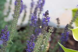 sunfox_20150526_001_flowers