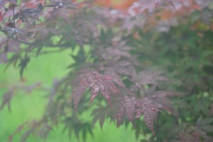 sunfox_20150612_001_rain_leaves
