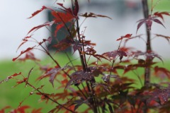 DSC_3887 DSC_3887