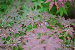 DSC_3890 DSC_3890