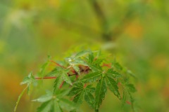 DSC_3893 DSC_3893