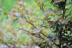 DSC_3898 DSC_3898