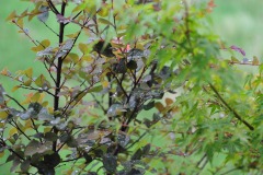 DSC_3899 DSC_3899