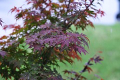 DSC_3903 DSC_3903