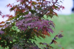 DSC_3904 DSC_3904