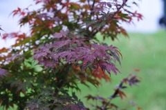DSC_3907 DSC_3907