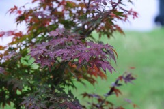 DSC_3909 DSC_3909