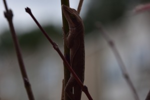 sunfox_20151118_001_macro_lizard