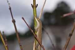 emw_20151118_135553_Lizard_0009
