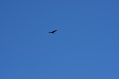 emw_20151120_105633_Birds_0046 emw_20151120_105633_Birds_0046