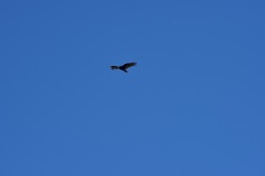 emw_20151120_105636_Birds_0052 emw_20151120_105636_Birds_0052