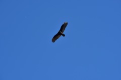emw_20151120_105639_Birds_0063 emw_20151120_105639_Birds_0063