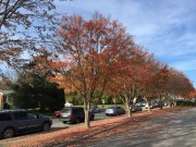 emw_20151124_141312_Fall_leaves_0001
