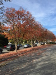 emw_20151124_141320_Fall_leaves_0002