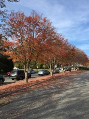 emw_20151124_141322_Fall_leaves_0003