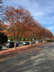 emw_20151124_141324_Fall_leaves_0004