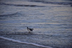 emw_20160228_180752_DAB_0292