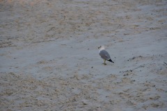 emw_20160301_175441_DAB_0528