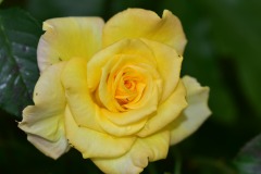 emw_20160430_150433_Flowers_0003