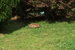 sunfox_20160513_001_rabbits