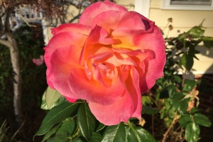 sunfox_20161111_001_iPhone_macro_roses