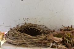 emw_20200406_122310_Bird_Nest_0002