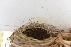 emw_20200406_122442_Bird_Nest_0014