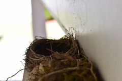 emw_20200406_122523_Bird_Nest_0015