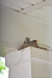 emw_20200413_092736_Bird_Nest_0002