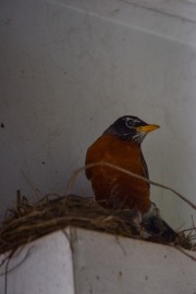 emw_20200413_093043_Bird_Nest_0010