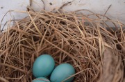 emw_20200417_191039_Bird_Nest_0006