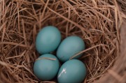 emw_20200417_191043_Bird_Nest_0007