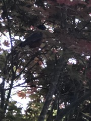 emw_20200417_192737_‬iPhrenalia_0490