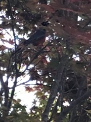 emw_20200417_192743_‬iPhrenalia_0491