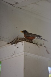 emw_20200429_093248_Bird_Nest_0006