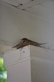 emw_20200429_093326_Bird_Nest_0011