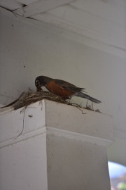 emw_20200429_101210_Bird_Nest_0014