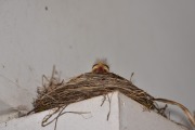 emw_20200429_185714_Bird_Nest_0002