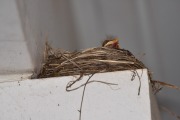 emw_20200429_185727_Bird_Nest_0003