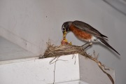 emw_20200429_185850_Bird_Nest_0007