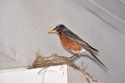 emw_20200429_185855_Bird_Nest_0008