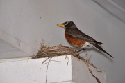 emw_20200429_185911_Bird_Nest_0009