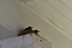 emw_20200506_155243_Bird_Nest_0118 emw_20200506_155243_Bird_Nest_0118