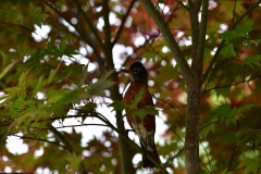 emw_20200508_142237_Bird_Nest_0003 emw_20200508_142237_Bird_Nest_0003
