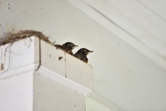 emw_20200508_142331_Bird_Nest_0018 emw_20200508_142331_Bird_Nest_0018