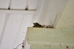 emw_20200509_102209_Bird_Nest_0005