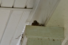 emw_20200509_103131_Bird_Nest_0023
